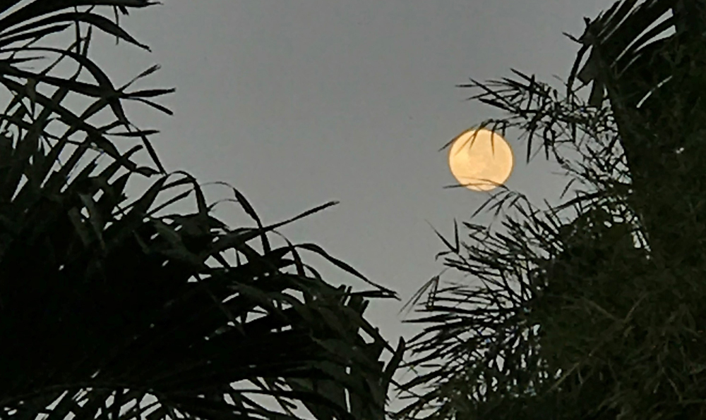 Moon Bali